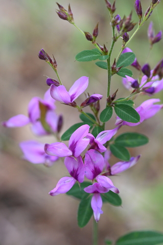 Lespedeza floribunda