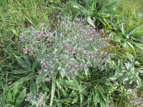 Nonea pulla