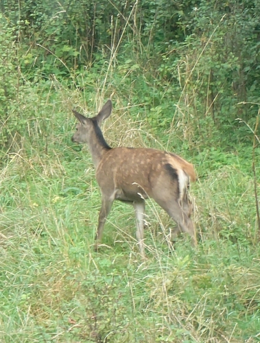 Red Deer