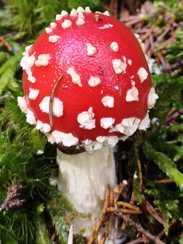 Fly Agaric
