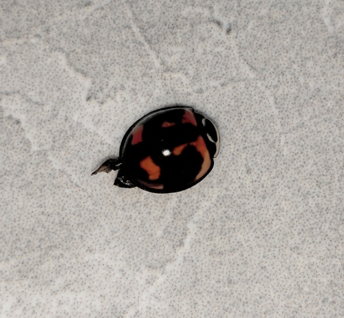 Six-spotted Zigzag Ladybird