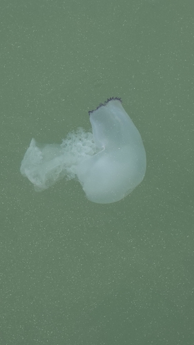 Barrel Jelly