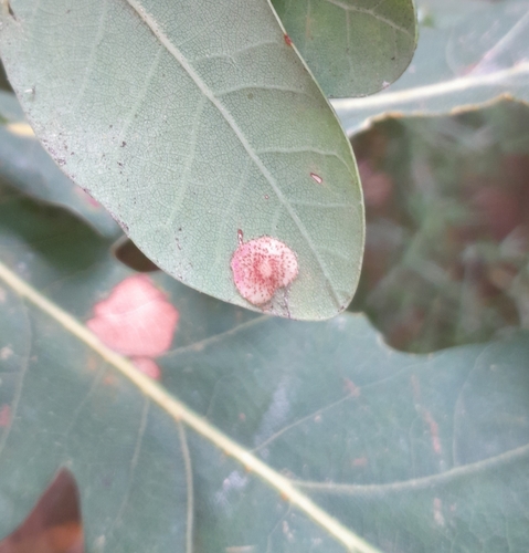 Common Spangle Gall Wasp
