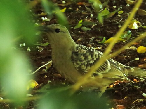 Great Bowerbird