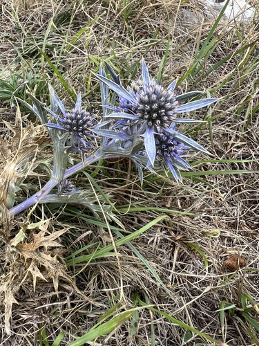 Eryngium amethystinum