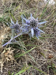 Eryngium amethystinum