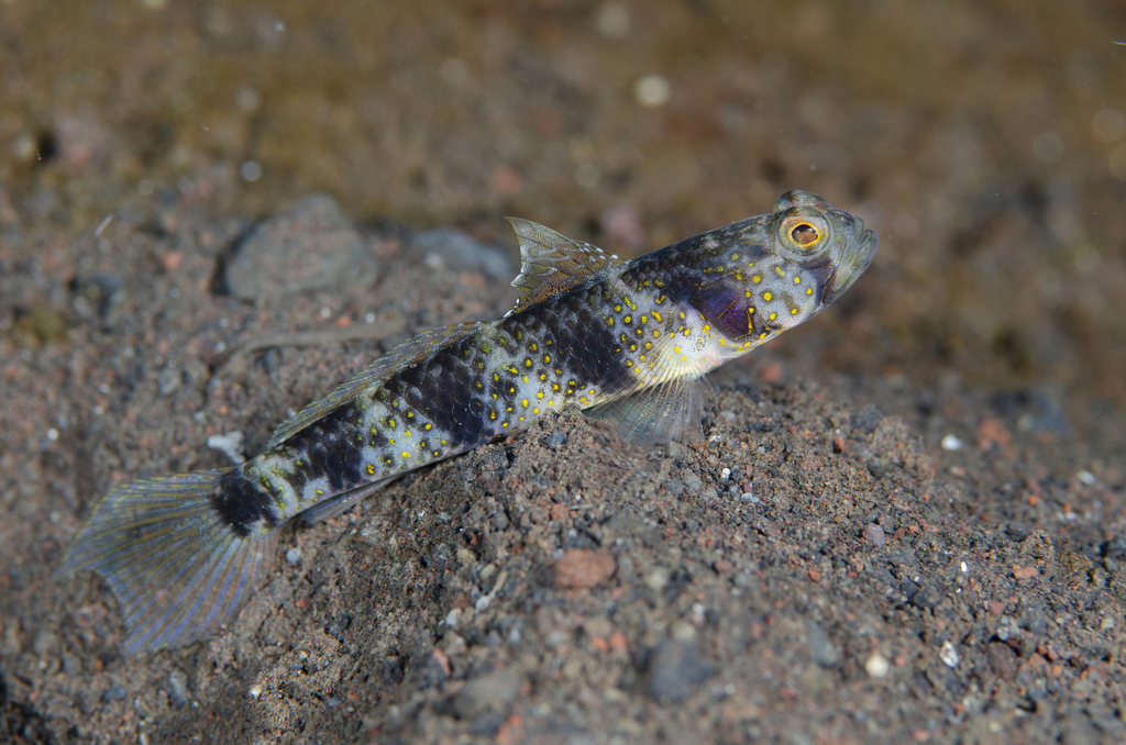 Butterfly Shrimpgoby