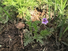 Erodium stephanianum