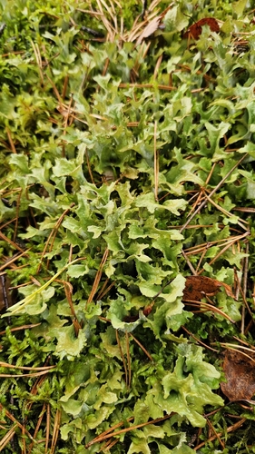 Iceland Lichen
