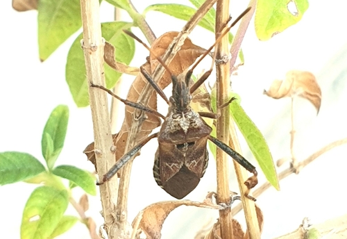 Western Conifer Seed Bug