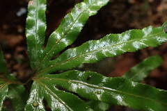 Lygodium longifolium