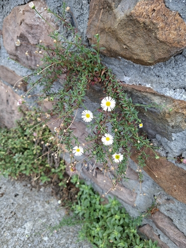 Mexican Fleabane