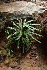 Lygodium longifolium