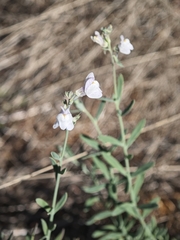Linaria repens
