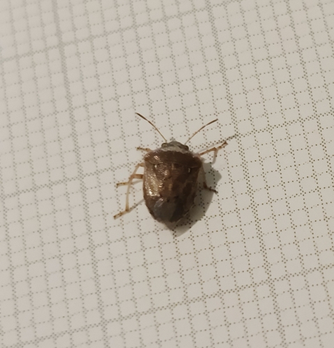 White-spotted Stink Bug