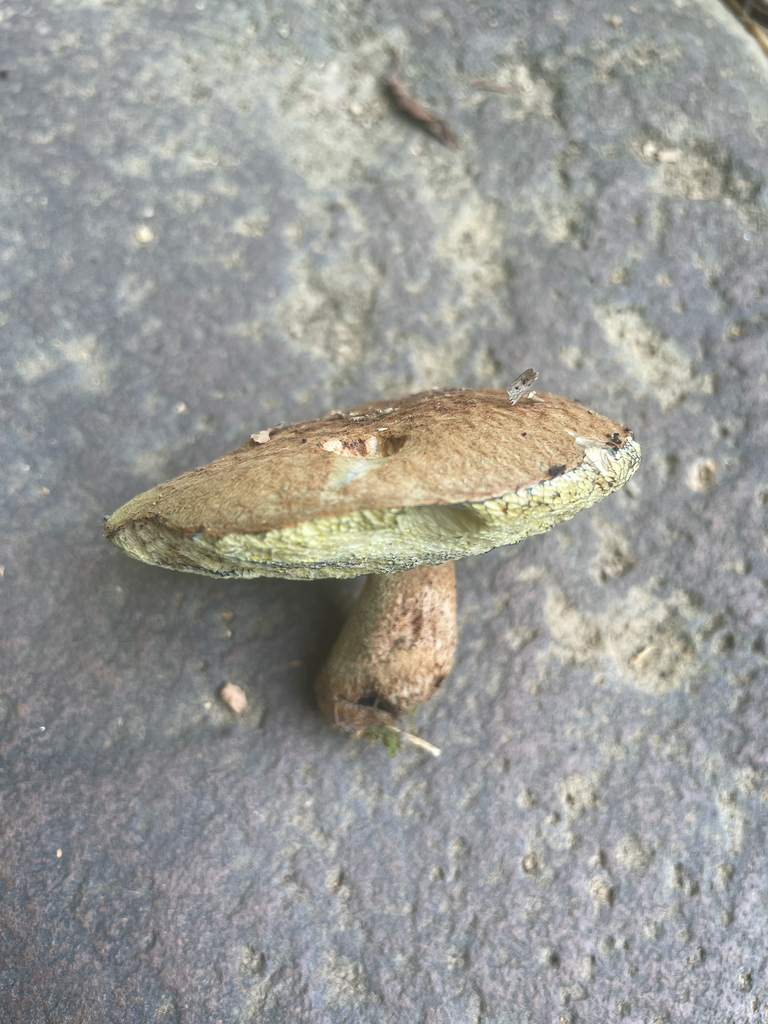 Gyroporus brunneofloccosus