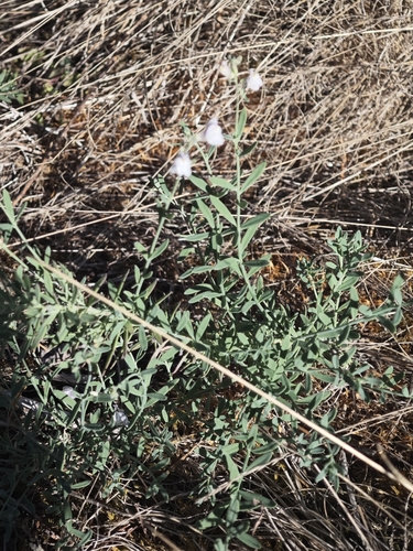 Linaria repens, photograph 2