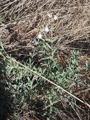 (c) Aubin NORMAND, some rights reserved (CC BY) Linaria repens, photograph (c) Aubin NORMAND, some rights reserved (CC BY)