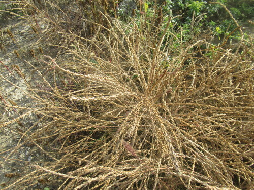 Slender Russian thistle (Salsola collina)