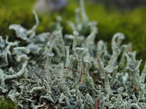 Finger Cup Lichen
