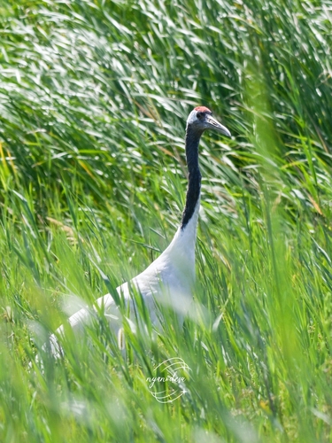 Red-crowned Crane