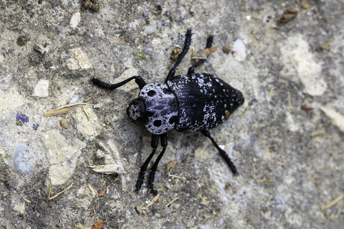 Capnodis cariosa