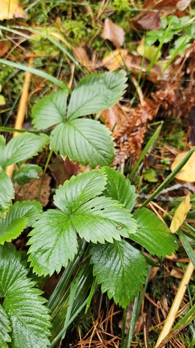 woodland strawberry