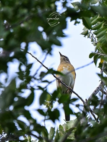 Eyebrowed Thrush