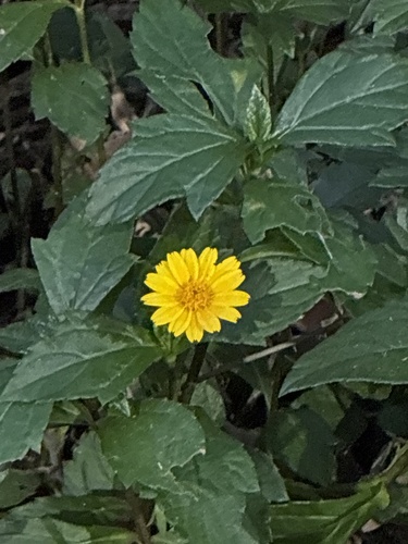 Trailing Daisy