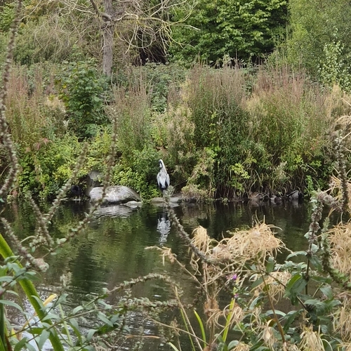 Grey Heron