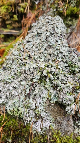Salted Shield Lichen