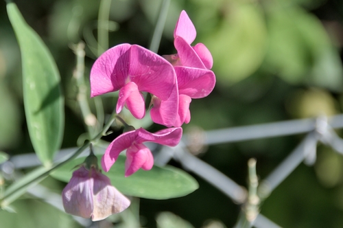 broad-leaved sweet pea