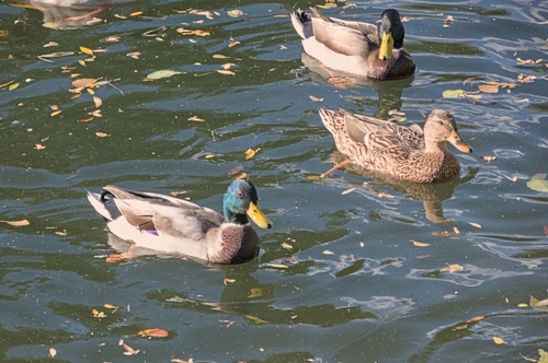 Mallard