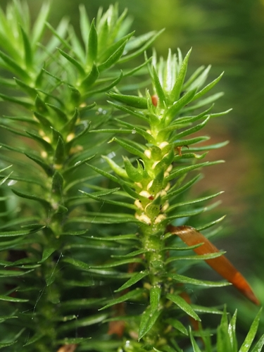 northern firmoss