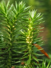 Huperzia selago