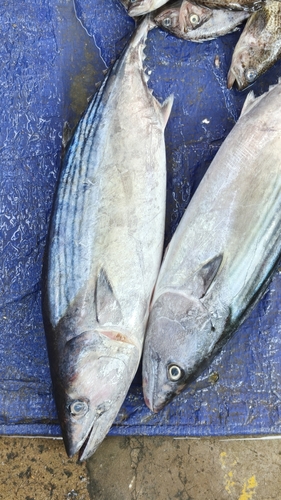 Sarda orientalis observed 2026-09-20