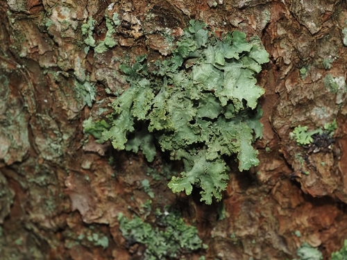 Varied Rag Lichen