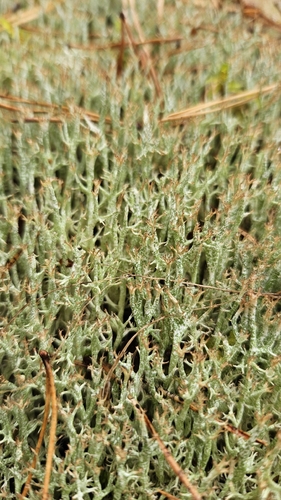 Quill Lichen