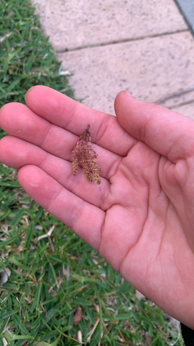 Crassula colligata