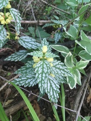 Lamium galeobdolon flavidum