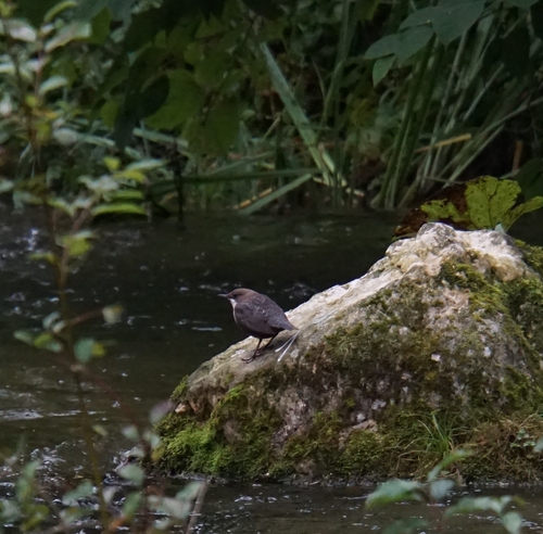 White-throated Dipper