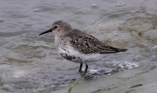 Dunlin