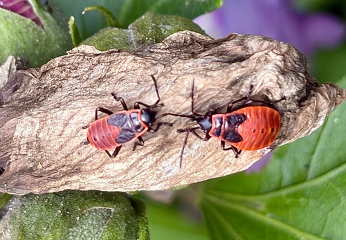 European Firebug
