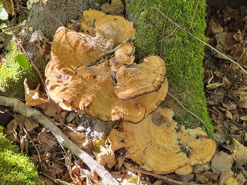 Giant Polypore