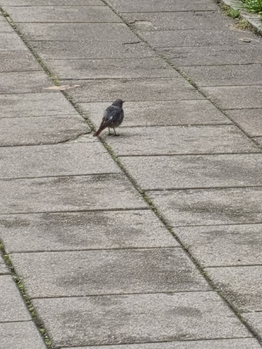 Black Redstart