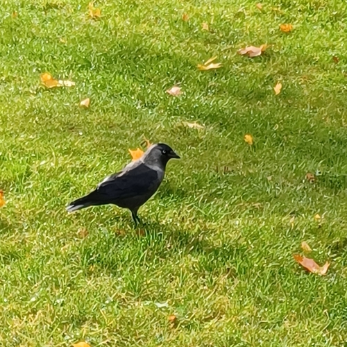 Eurasian Jackdaw