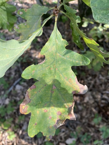 Quercus petraea