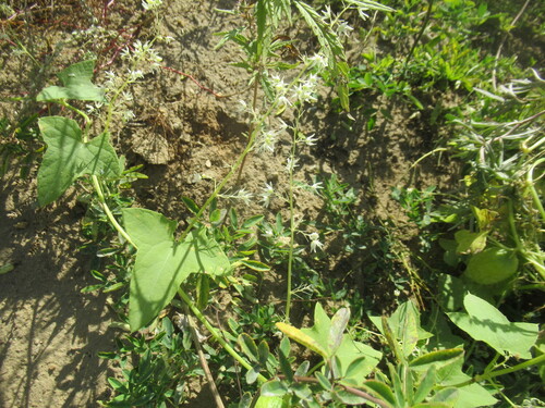 Echinocystis lobata, photograph 2