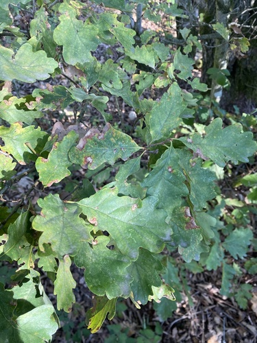 Quercus petraea, photograph 2