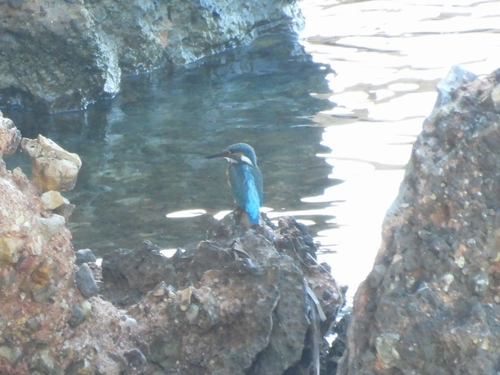 Common Kingfisher